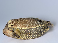 Taxidermy japanse blowfish - doku fugu - afbeelding 1 van  5