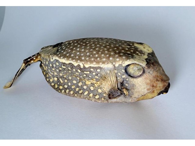 Taxidermy japanse blowfish - doku fugu - afbeelding 2 van  5