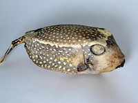 Taxidermy japanse blowfish - doku fugu - afbeelding 2 van  5