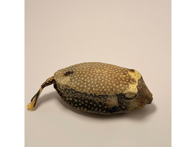 Taxidermy japanse blowfish - doku fugu - afbeelding 3 van  5