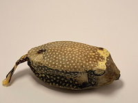 Taxidermy japanse blowfish - doku fugu - afbeelding 3 van  5