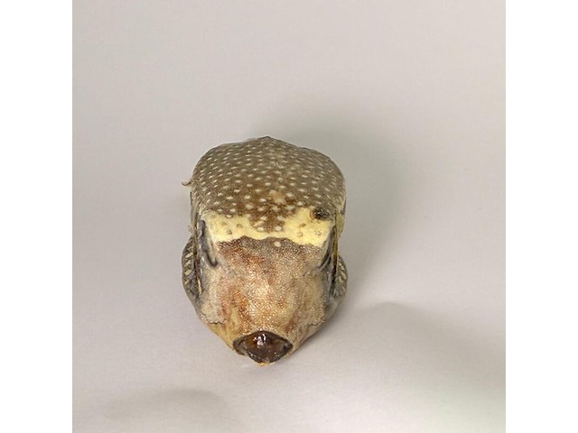 Taxidermy japanse blowfish - doku fugu - afbeelding 4 van  5