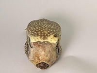 Taxidermy japanse blowfish - doku fugu - afbeelding 4 van  5