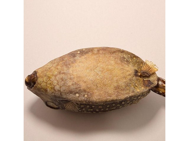 Taxidermy japanse blowfish - doku fugu - afbeelding 5 van  5