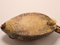 Taxidermy japanse blowfish - doku fugu - afbeelding 5 van  5