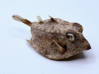 Taxidermy japanse blowfish - doku fugu - afbeelding 1 van  4