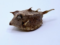 Taxidermy japanse blowfish - doku fugu - afbeelding 2 van  4
