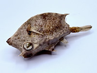 Taxidermy japanse blowfish - doku fugu - afbeelding 3 van  4