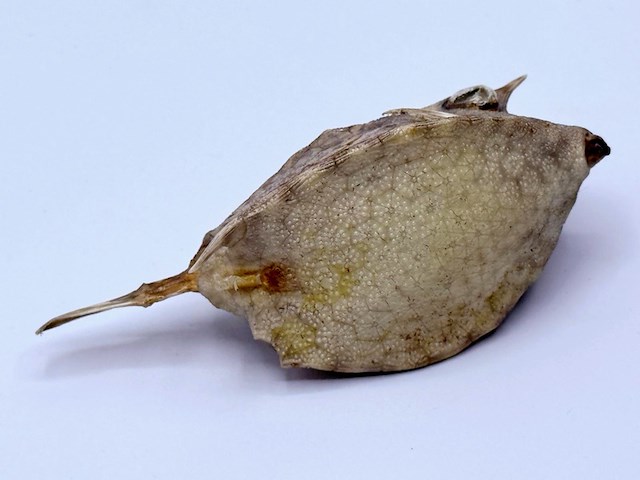 Taxidermy japanse blowfish - doku fugu - afbeelding 4 van  4