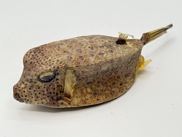 Taxidermy japanse blowfish - doku fugu - afbeelding 1 van  4