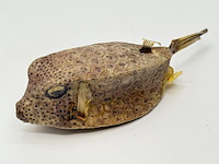 Taxidermy japanse blowfish - doku fugu - afbeelding 1 van  4