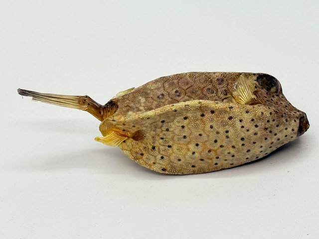 Taxidermy japanse blowfish - doku fugu - afbeelding 3 van  4