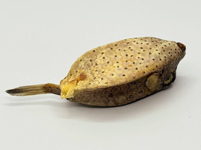 Taxidermy japanse blowfish - doku fugu - afbeelding 4 van  4