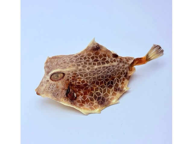 Taxidermy japanse blowfish - doku fugu - afbeelding 1 van  4