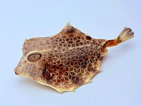 Taxidermy japanse blowfish - doku fugu - afbeelding 1 van  4