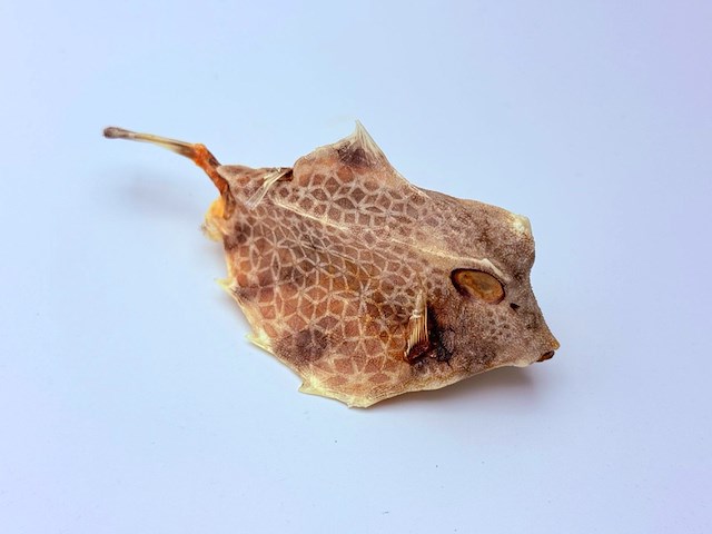 Taxidermy japanse blowfish - doku fugu - afbeelding 2 van  4