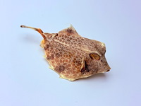 Taxidermy japanse blowfish - doku fugu - afbeelding 2 van  4