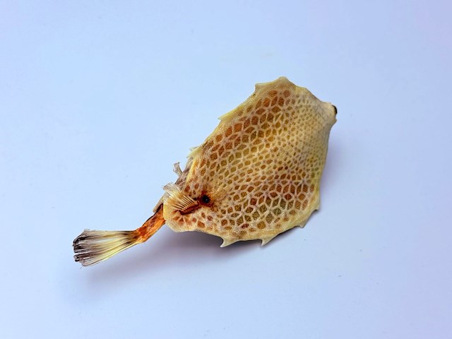 Taxidermy japanse blowfish - doku fugu - afbeelding 3 van  4