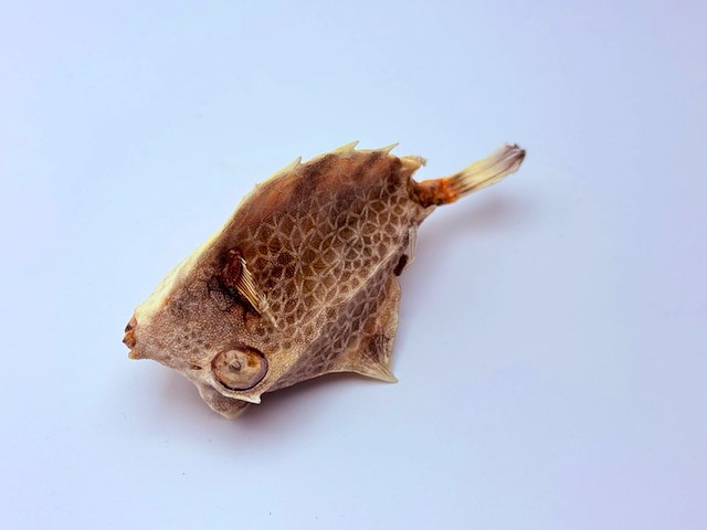 Taxidermy japanse blowfish - doku fugu - afbeelding 4 van  4
