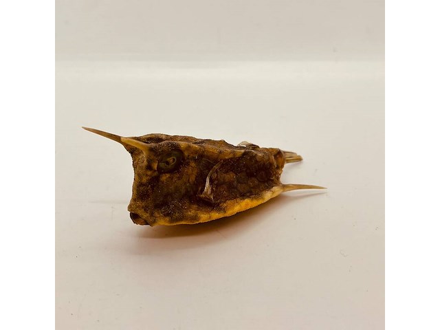 Taxidermy japanse blowfish - doku fugu - afbeelding 1 van  4