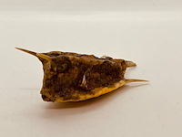Taxidermy japanse blowfish - doku fugu - afbeelding 1 van  4
