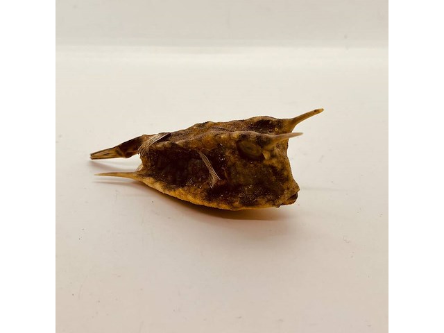 Taxidermy japanse blowfish - doku fugu - afbeelding 2 van  4
