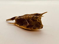 Taxidermy japanse blowfish - doku fugu - afbeelding 2 van  4
