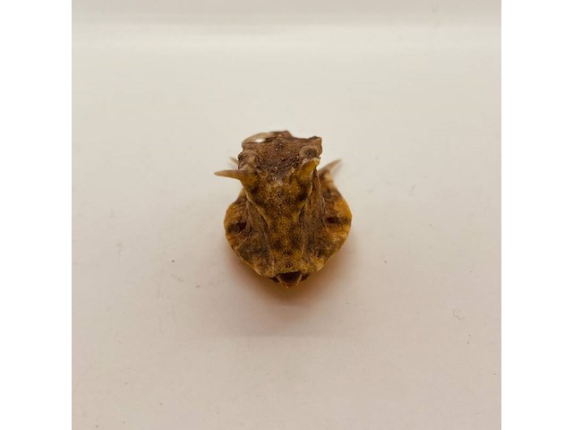 Taxidermy japanse blowfish - doku fugu - afbeelding 3 van  4