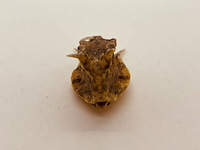 Taxidermy japanse blowfish - doku fugu - afbeelding 3 van  4