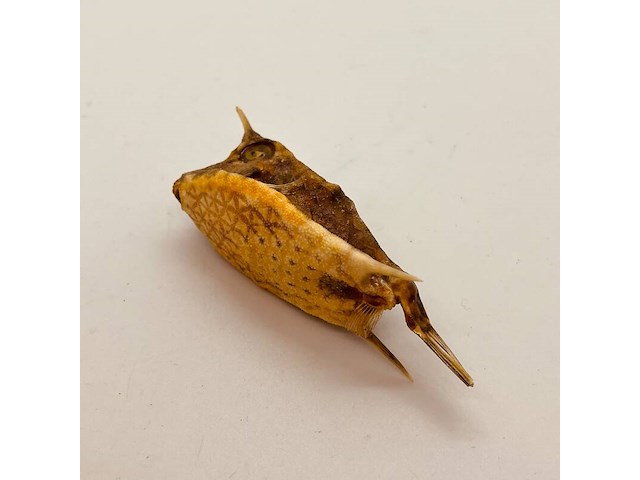 Taxidermy japanse blowfish - doku fugu - afbeelding 4 van  4