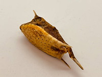 Taxidermy japanse blowfish - doku fugu - afbeelding 4 van  4