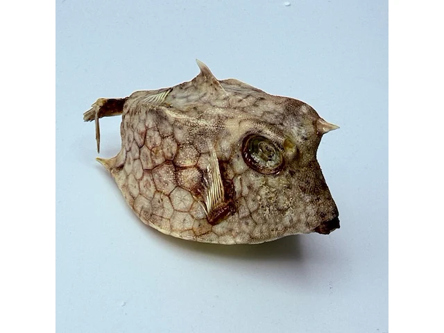 Taxidermy japanse blowfish - doku fugu - afbeelding 1 van  7