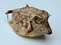 Taxidermy japanse blowfish - doku fugu