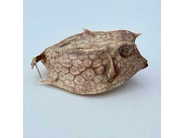Taxidermy japanse blowfish - doku fugu - afbeelding 2 van  7