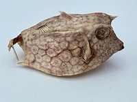 Taxidermy japanse blowfish - doku fugu - afbeelding 2 van  7