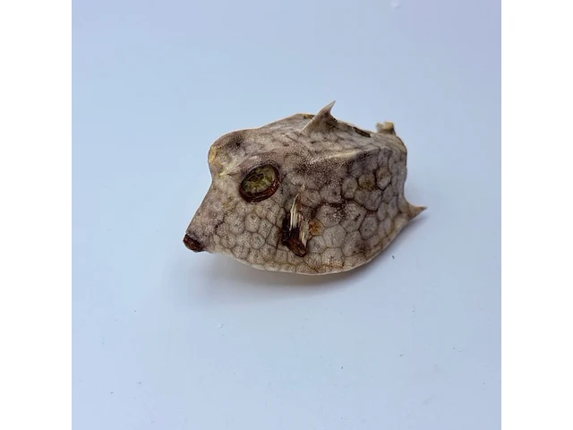 Taxidermy japanse blowfish - doku fugu - afbeelding 3 van  7