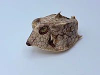 Taxidermy japanse blowfish - doku fugu - afbeelding 3 van  7