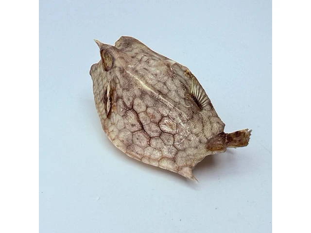 Taxidermy japanse blowfish - doku fugu - afbeelding 4 van  7