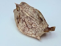 Taxidermy japanse blowfish - doku fugu - afbeelding 4 van  7
