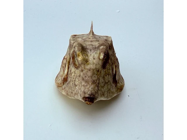 Taxidermy japanse blowfish - doku fugu - afbeelding 5 van  7