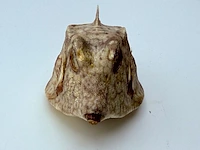 Taxidermy japanse blowfish - doku fugu - afbeelding 5 van  7