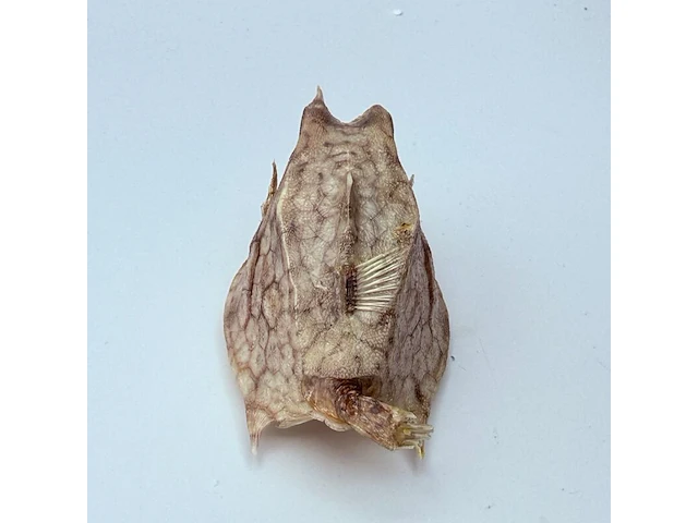 Taxidermy japanse blowfish - doku fugu - afbeelding 6 van  7