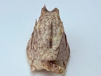 Taxidermy japanse blowfish - doku fugu - afbeelding 6 van  7