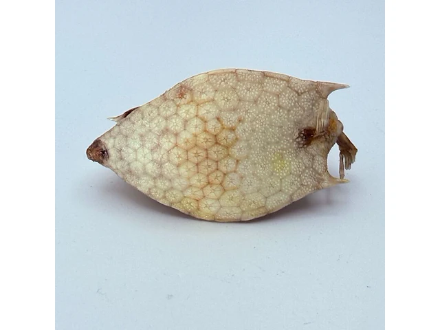 Taxidermy japanse blowfish - doku fugu - afbeelding 7 van  7