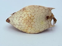 Taxidermy japanse blowfish - doku fugu - afbeelding 7 van  7