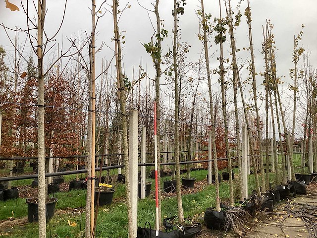 Tempelboom - sierbomen (2x) - afbeelding 1 van  3