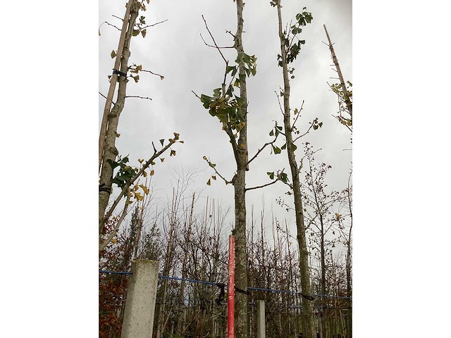 Tempelboom - sierbomen (2x) - afbeelding 3 van  3