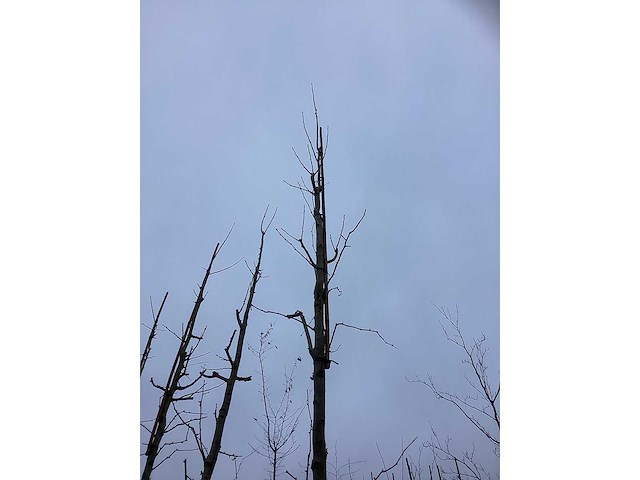 Tempelboom - sierboom (3x) - afbeelding 3 van  3