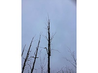 Tempelboom - sierboom (3x) - afbeelding 3 van  3