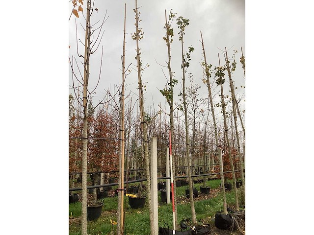 Tempelboom - vrucht- / fruitboom (2x) - afbeelding 2 van  3